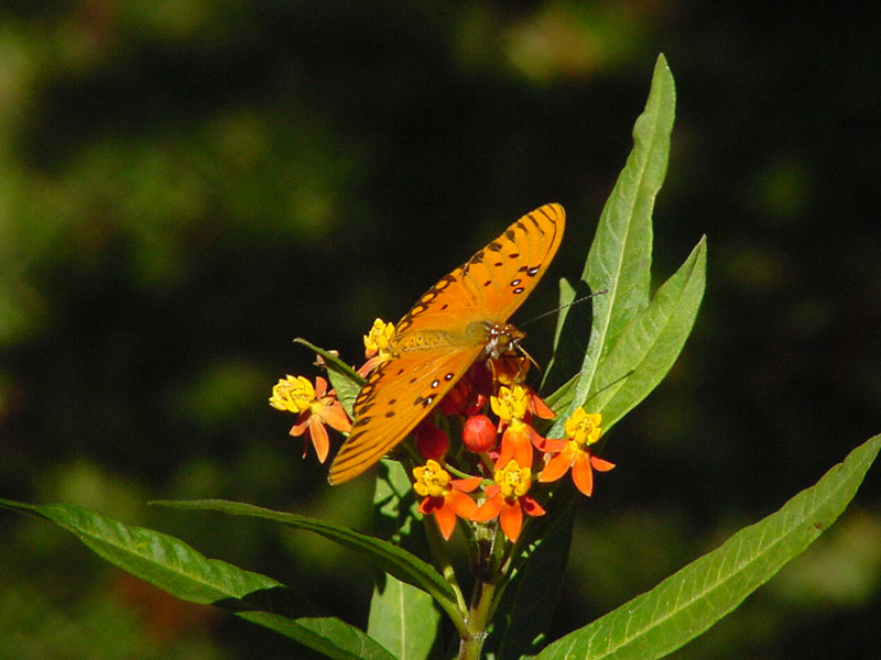 Milkweed - Gulf Fritillary Butterfly