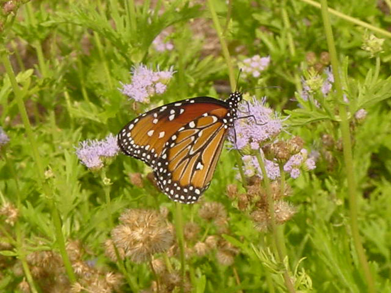 Mistflowers - Queen Monarch Butterfly
