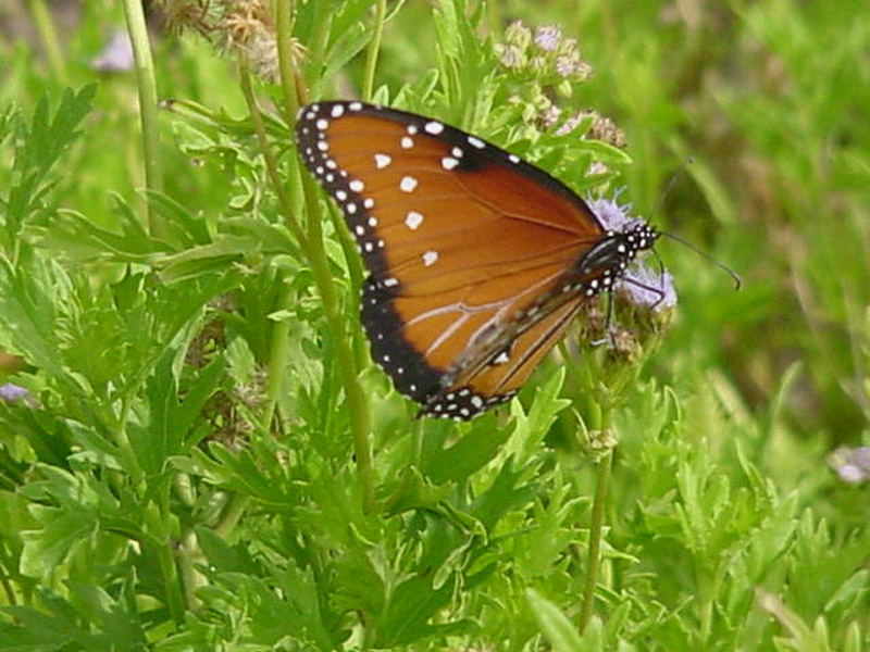 Mistflowers - Queen Monarch Butterfly