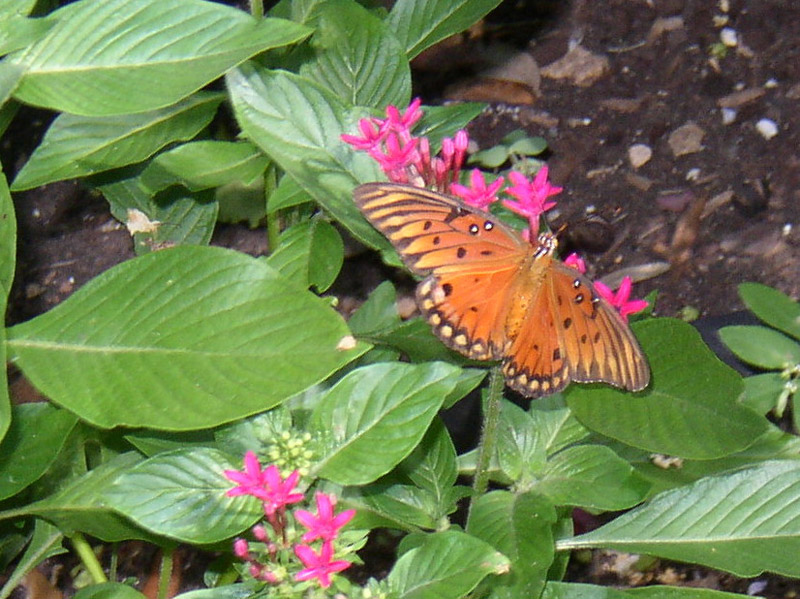 Pentas - Gulf Fritillary Butterfly