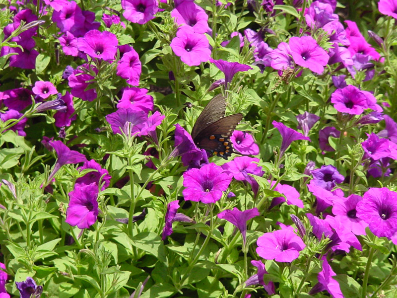 Petunia - Pipevine Swallowtail Butterfly