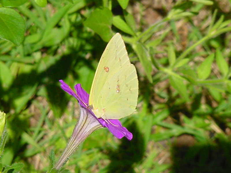 Petunia - Cloudless Sulphur Butterfly