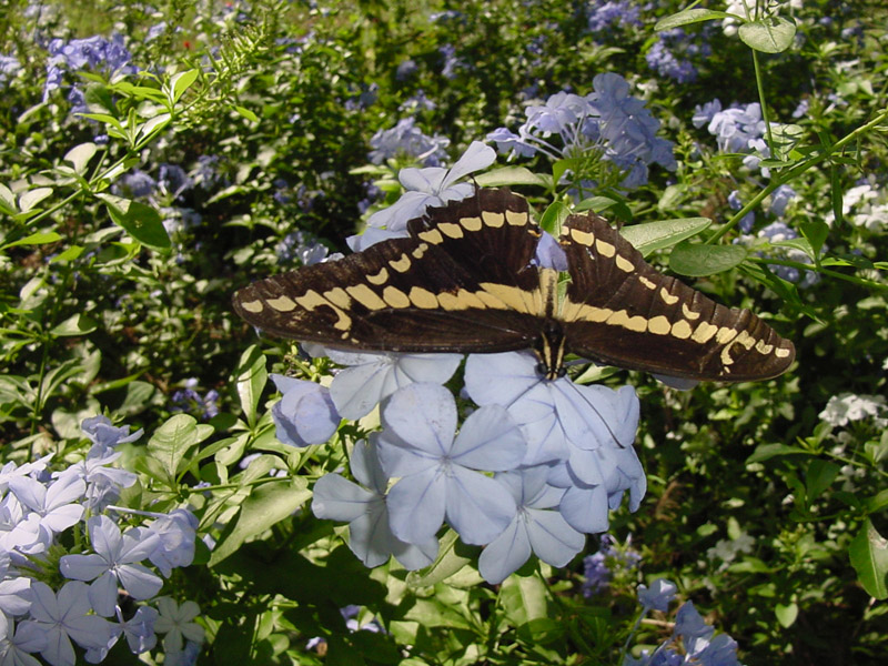 Plumbago - Giant Swallowtail Butterfly