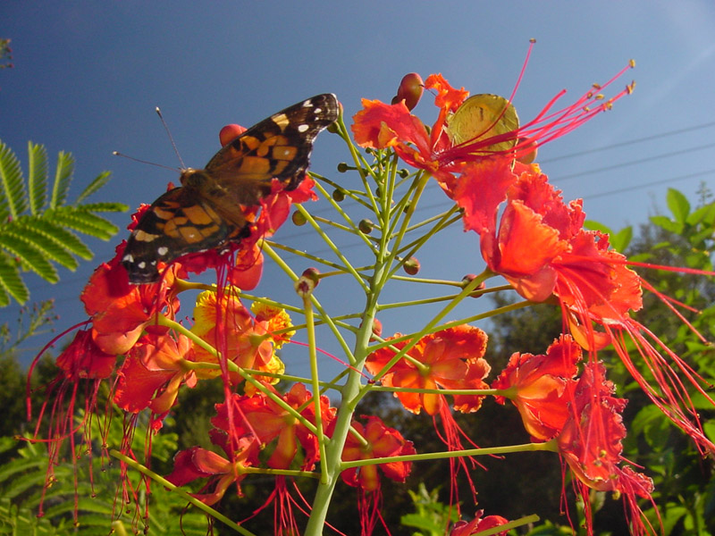 Pride Of Barbados - Painted Lady Butterfly