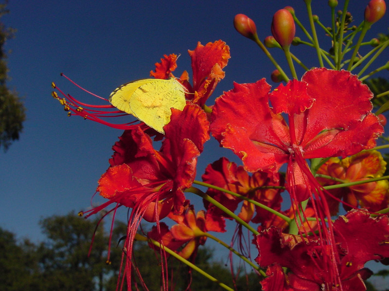 Pride Of Barbados - Sleepy Orange Butterfly
