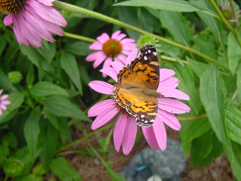 Purple Coneflower - Painted Lady Butterfly