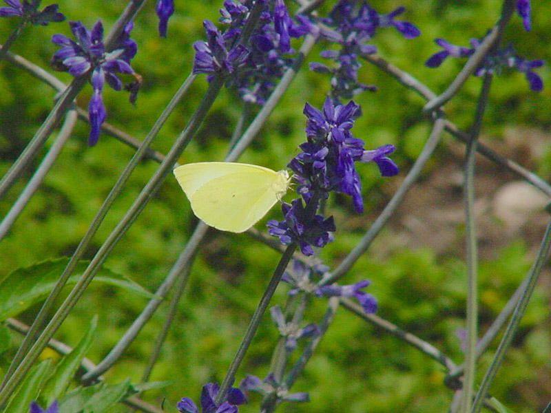 Salvia - Cloudless Sulphur Butterfly