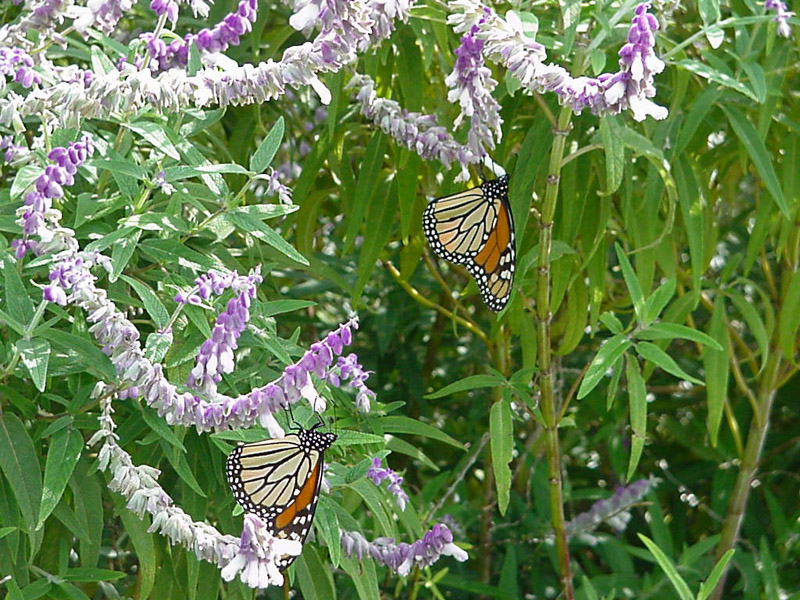 Salvia - Monarch Butterfly