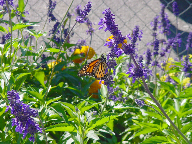 Salvia - Monarch Butterfly
