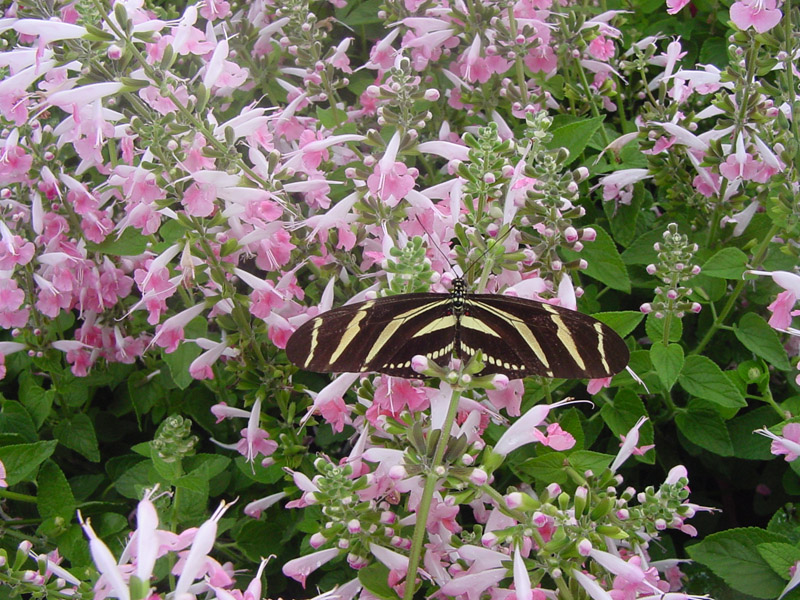 Salvia - Zebra Longwing Butterfly
