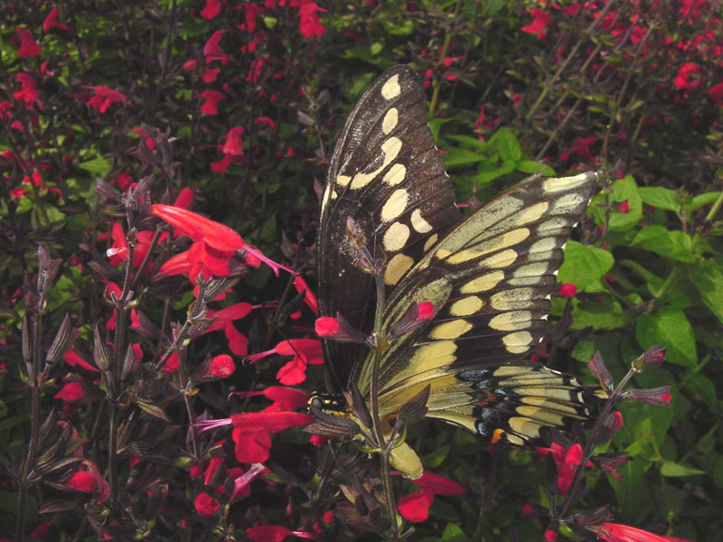 Salvia coccina - Giant Swallowtail Butterfly