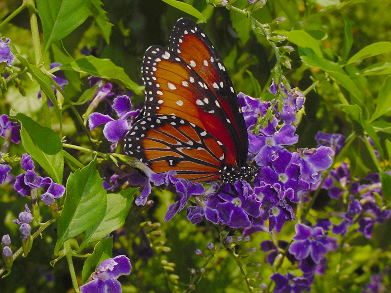 Sky Flower - Queen Monarch Butterfly
