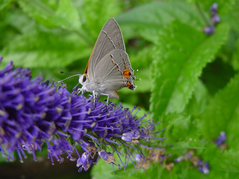 Speedwell - Gray Hairstreak Butterfly