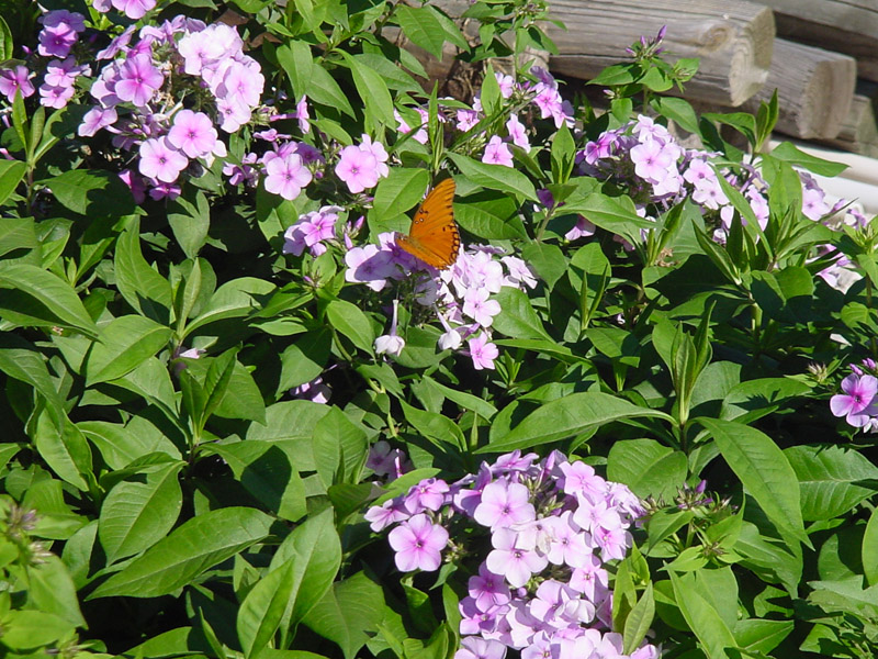 John Fanick's Phlox - Gulf Fritillary Butterfly