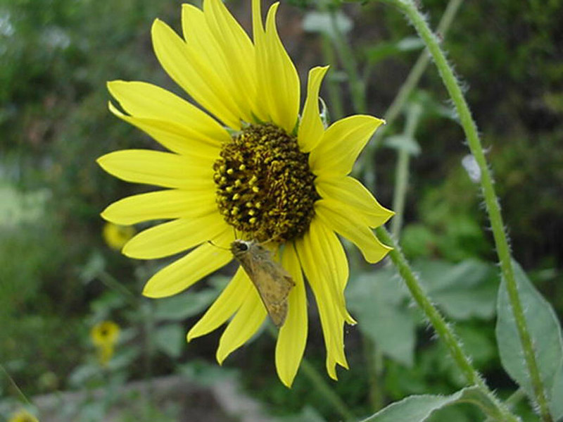 Sunflower - Skipper Butterfly