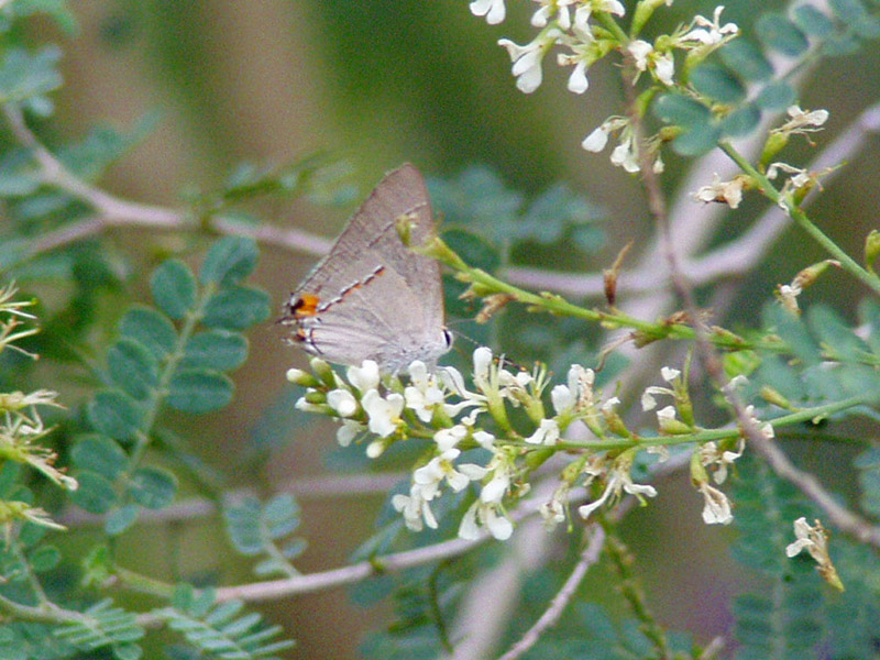 Texas Kidneywood - Gray Hairstreak Butterfly