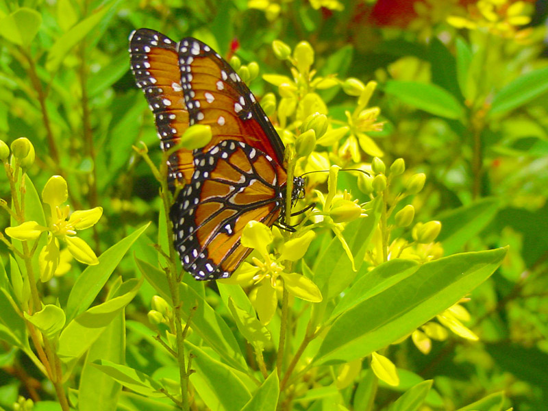 Thryallis - Queen Monarch Butterfly
