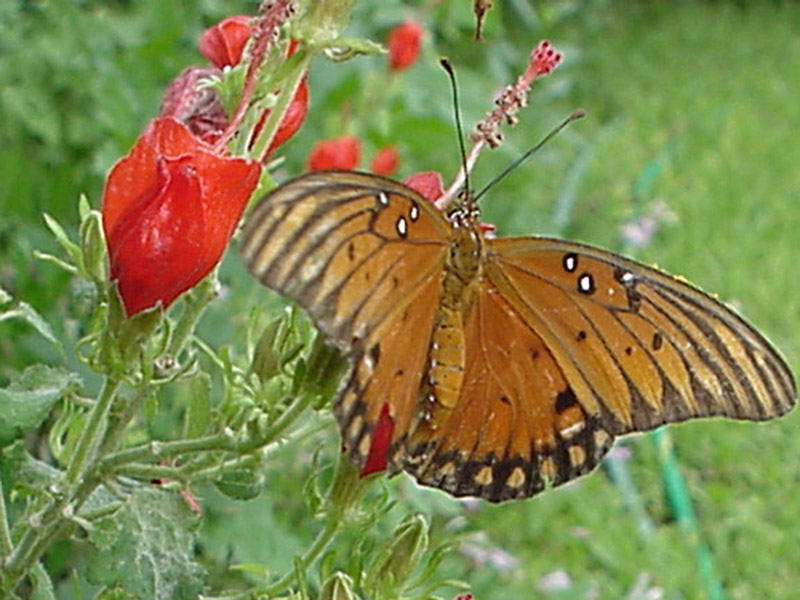 Turk's Cap - Gulf Fritillary Butterfly