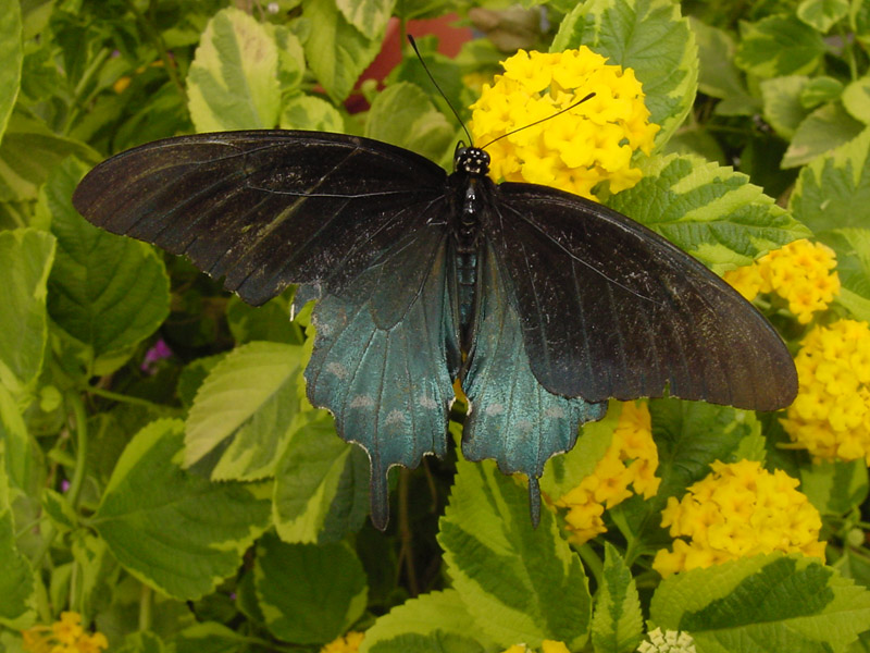 Variegated Lantana - Pipevine Swallowtail Butterfly