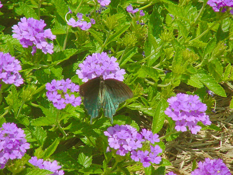 Verbena - Pipevine Swallowtail Butterfly
