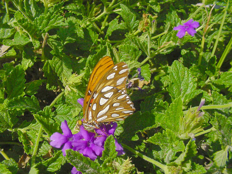 Verbena - Gulf Fritillary Butterfly