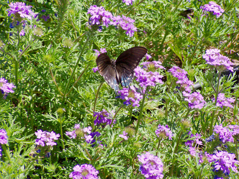 Verbena - Pipevine Swallowtail Butterfly