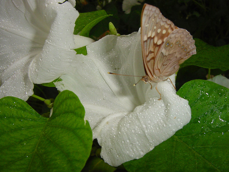 White Bush Morning Glory - Painted Lady Butterfly