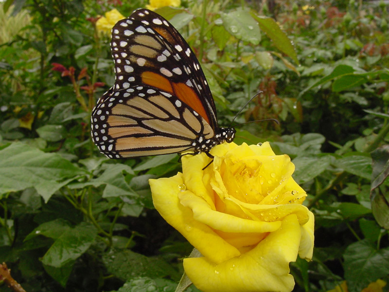 Yellow Rose Nacogdoches - Monarch Butterfly