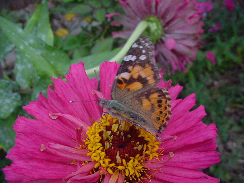 Zinnia - Painted Lady Butterfly
