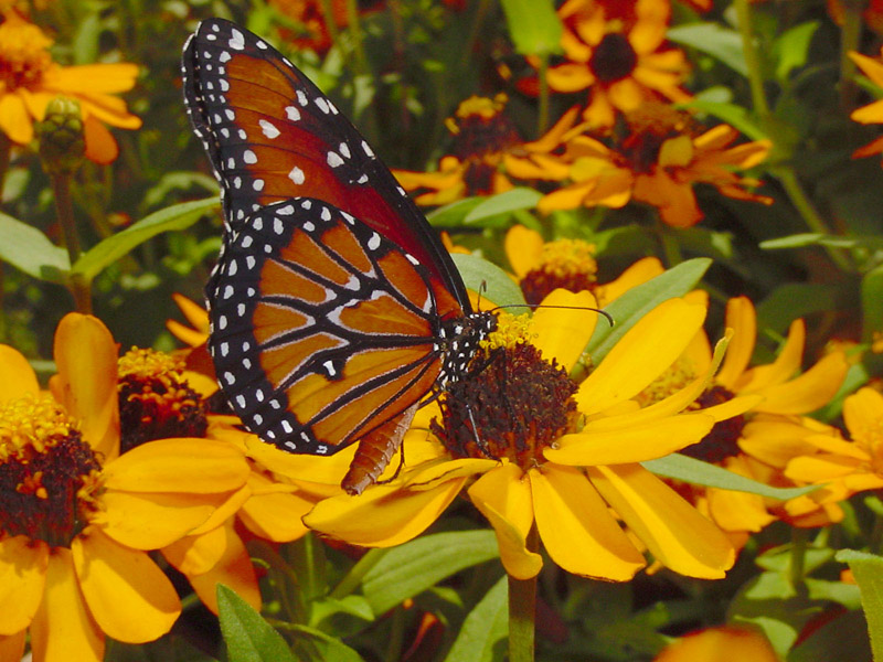 Zinnia - Queen Monarch Butterfly