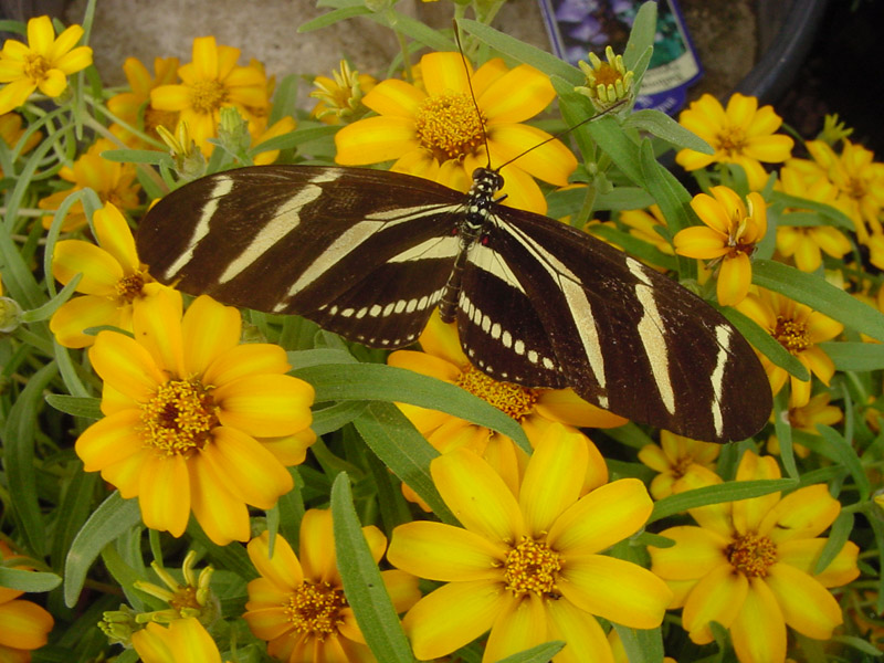 Zinnia - Zebra Longwing Butterfly