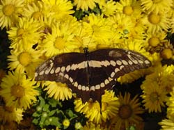 Chrysanthesums-Giant Swallowtail