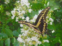 Crapemyrtle-Giant Swallowtail