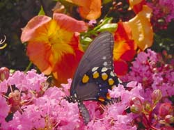 Crapemyrtle-Pipevine Swallowtail