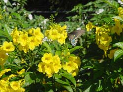 Pipevine Swallowtail on Esperanza