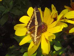 Giant Swallowtail on Gloriosa Daisy