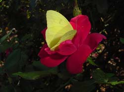 Cloudless Sulphur on Knockout Rose