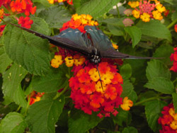 Lantana-Pipevine Swallowtail