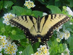 Lantana-Tiger Swallowtail