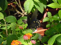 Pipevine Swallowtail on Lantana