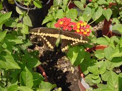 Giant Swallowtail on Lantana