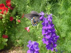 Pipevine Swallowtail on Larkspur