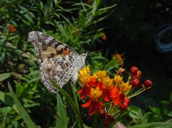 Painted Lady on Mexican Butterfly Weed