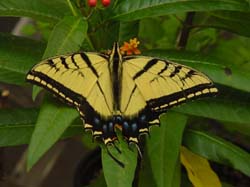 Tiger Swallowtail on Milkweed
