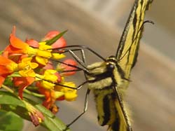 Tiger Swallowtail on Milkweed