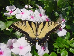 Tiger Swallowtail on Periwinkle