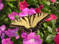 Tiger Swallowtail on Periwinkle