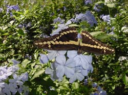 Giant Swallowtail on Plumbago