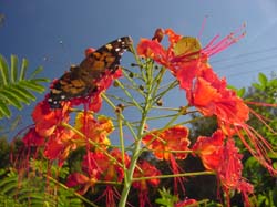 Painted Lady on Pride Of Barbados
