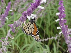Salvia-Monarch Butterfly